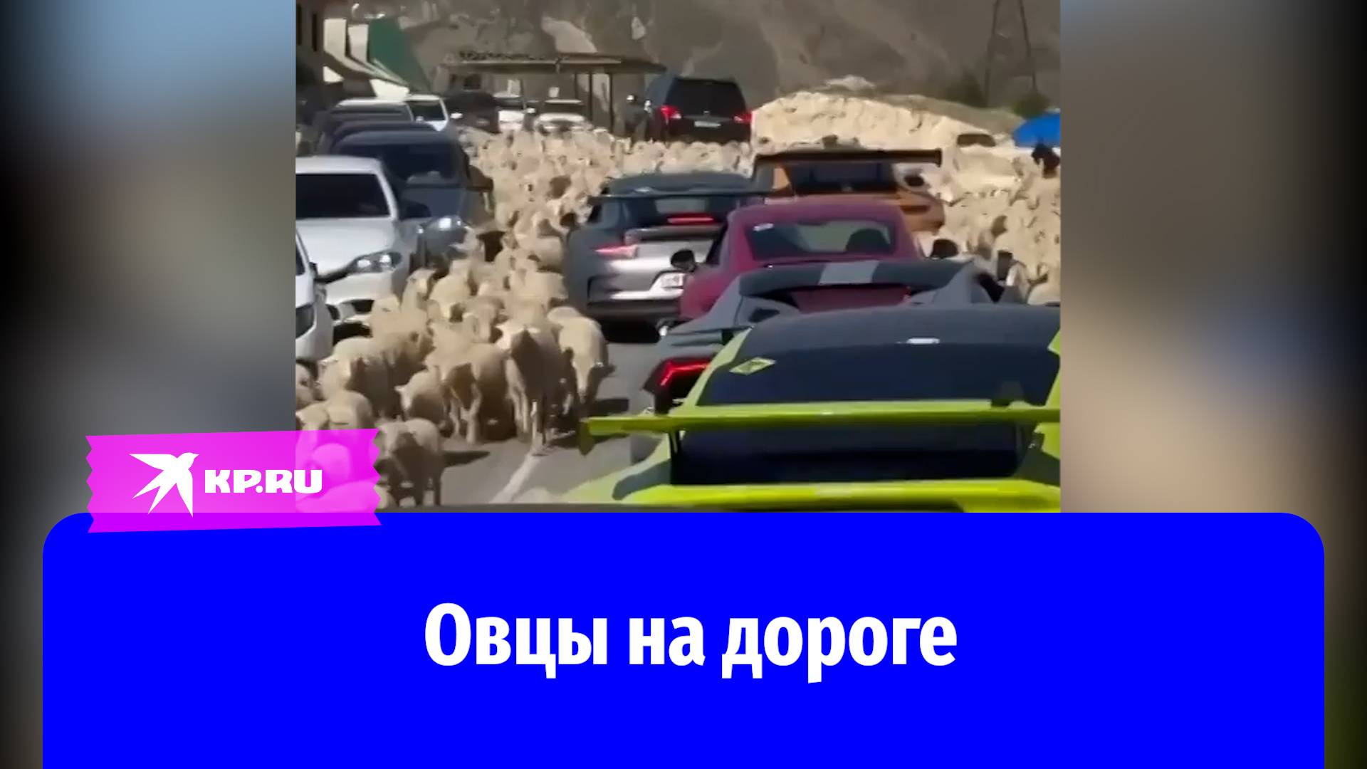 Стадо овец перегородило дорогу машинам в Дагестане