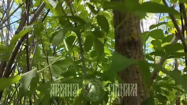 🤙 Под прикрытием «зелёнки».    Выходим из района выполнения задачи. Противник пытается выцепить ...