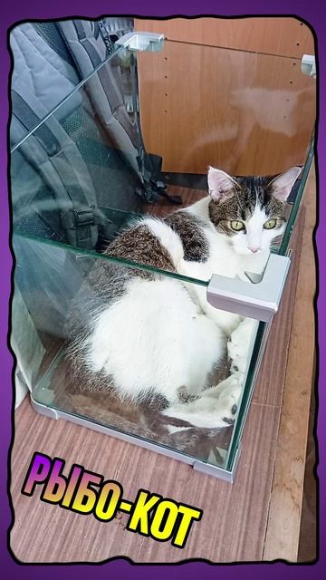 Котик Савелий в аквариуме