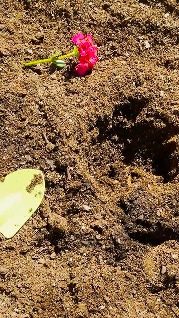 Влад и Никита Крис, полицейский, расследует пропажу цветка