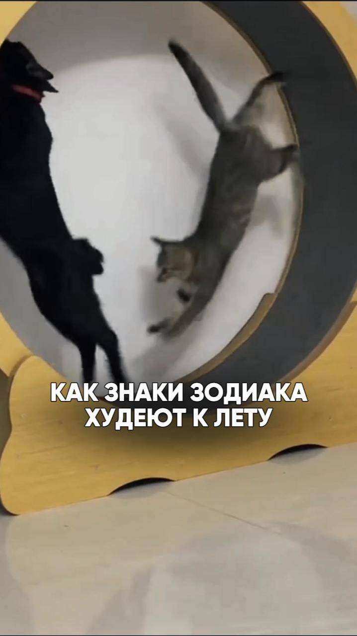 Как знаки зодиака худеют к лету🏃♀️🏃♂️ #астрология #астролог #натальнаякарта #похудение #юмор