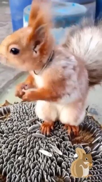 умницы белочки #животные