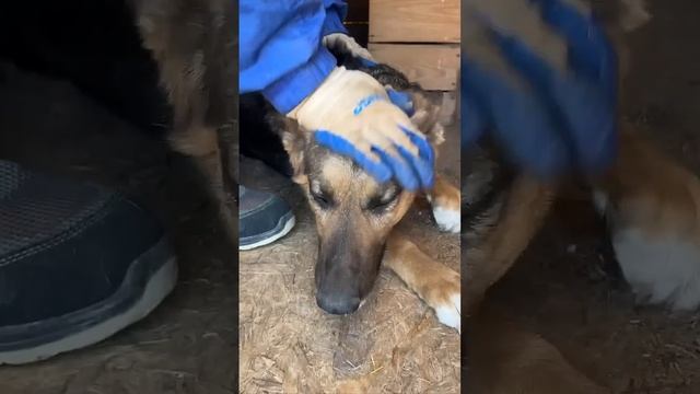 Провели собачкам ежегодную вакцинацию от бешенства, ну Уголёк, конечно, бояка