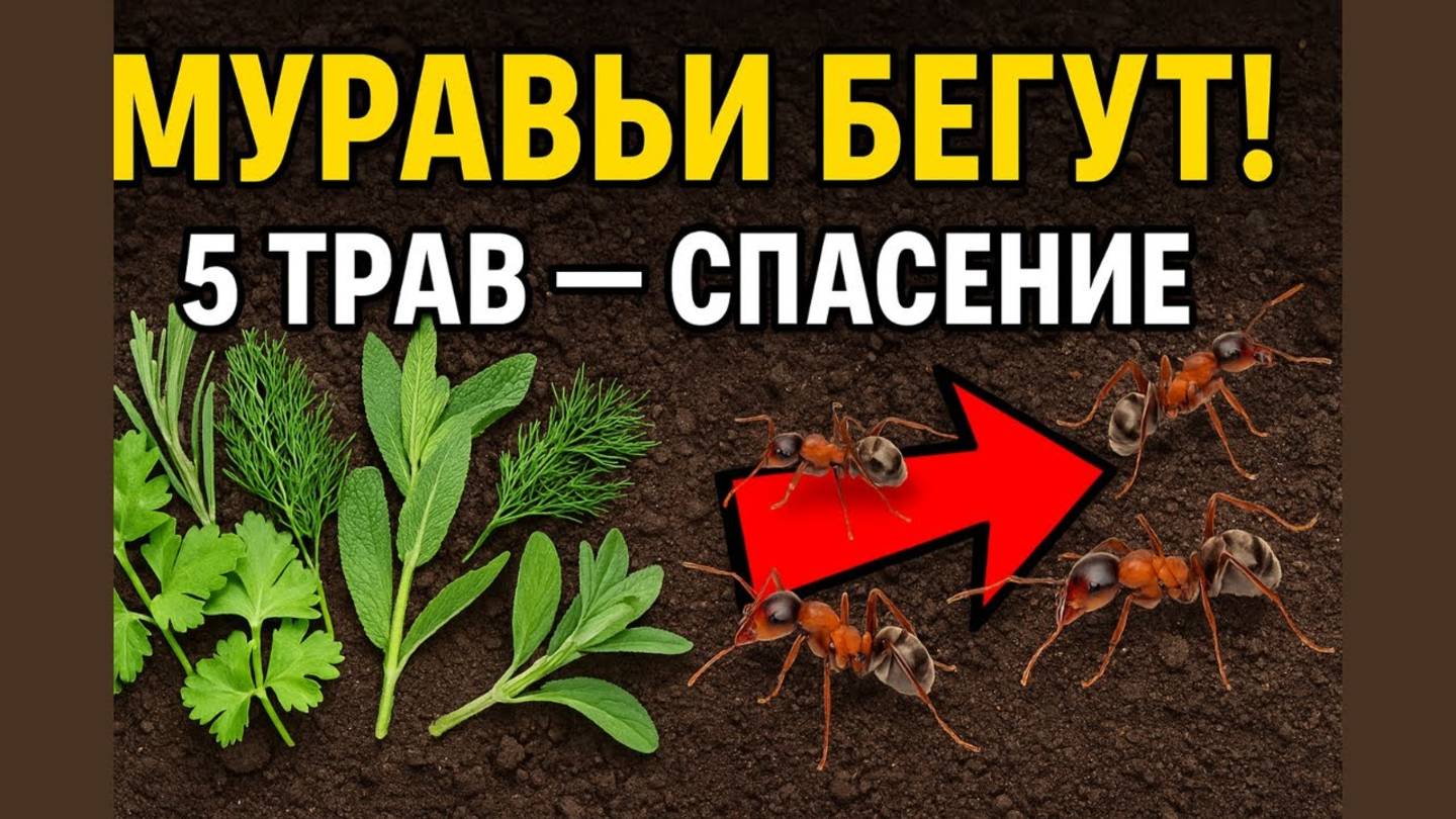 🐜 Забудь о муравьях навсегда! 5 трав, которые очистят сад без химии