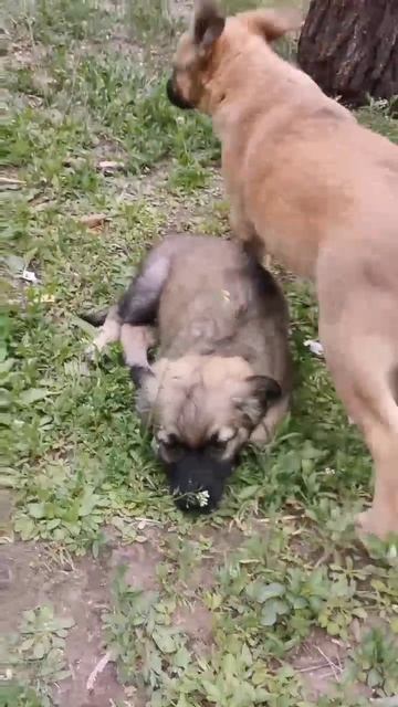 Щенки ищут хозяев 🐕 Отдам в добрые руки 🐶