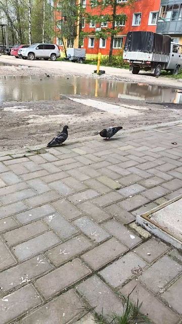 голобиро