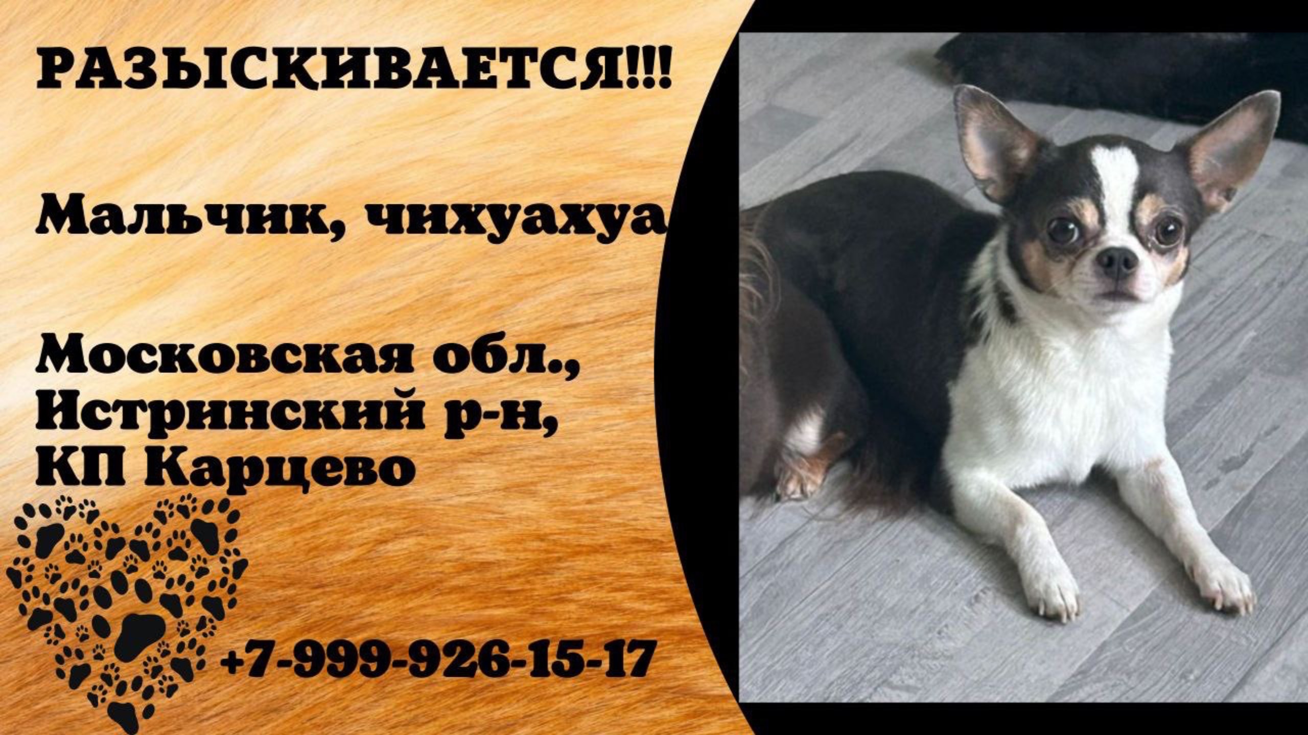 Пропала собака! Мальчик, чихуахуа. Московская обл., Истринский р-н, КП Карцево.