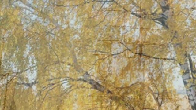 Этюд с золотистых берёз.