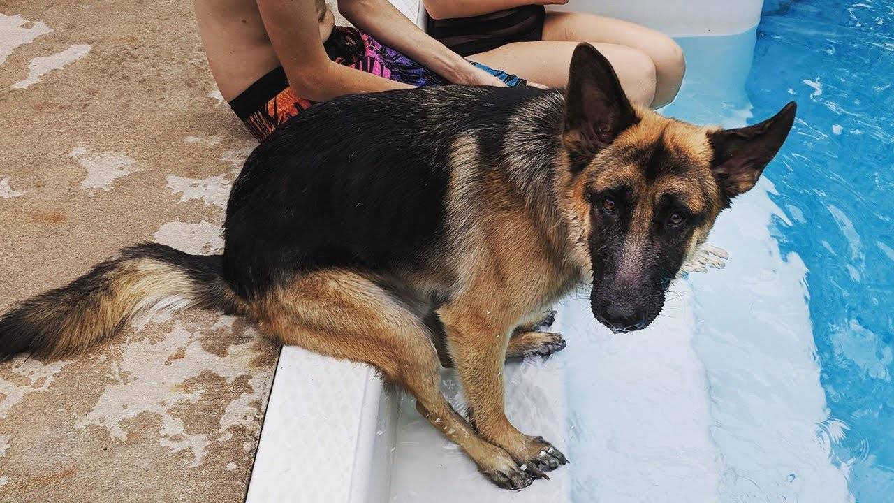 Собаки, которые не смогли стать собаками за 10 минут 😁 Лучшие самые смешные видео о животных