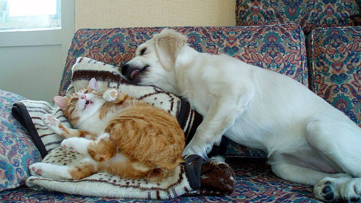 😹🐶 Коты, собаки и их чудаковатые хозяева — в главной роли комедии дня!