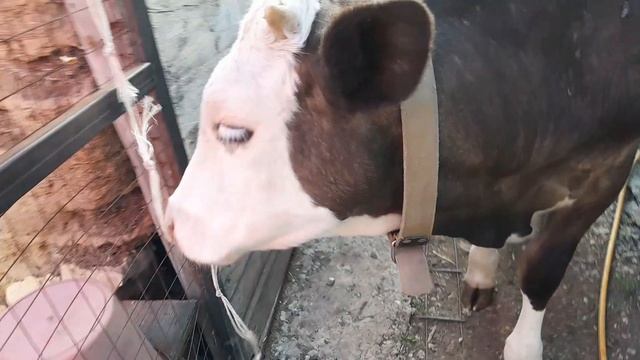 Майка подтянулась на траве,,,/клубничка начала спеть/
