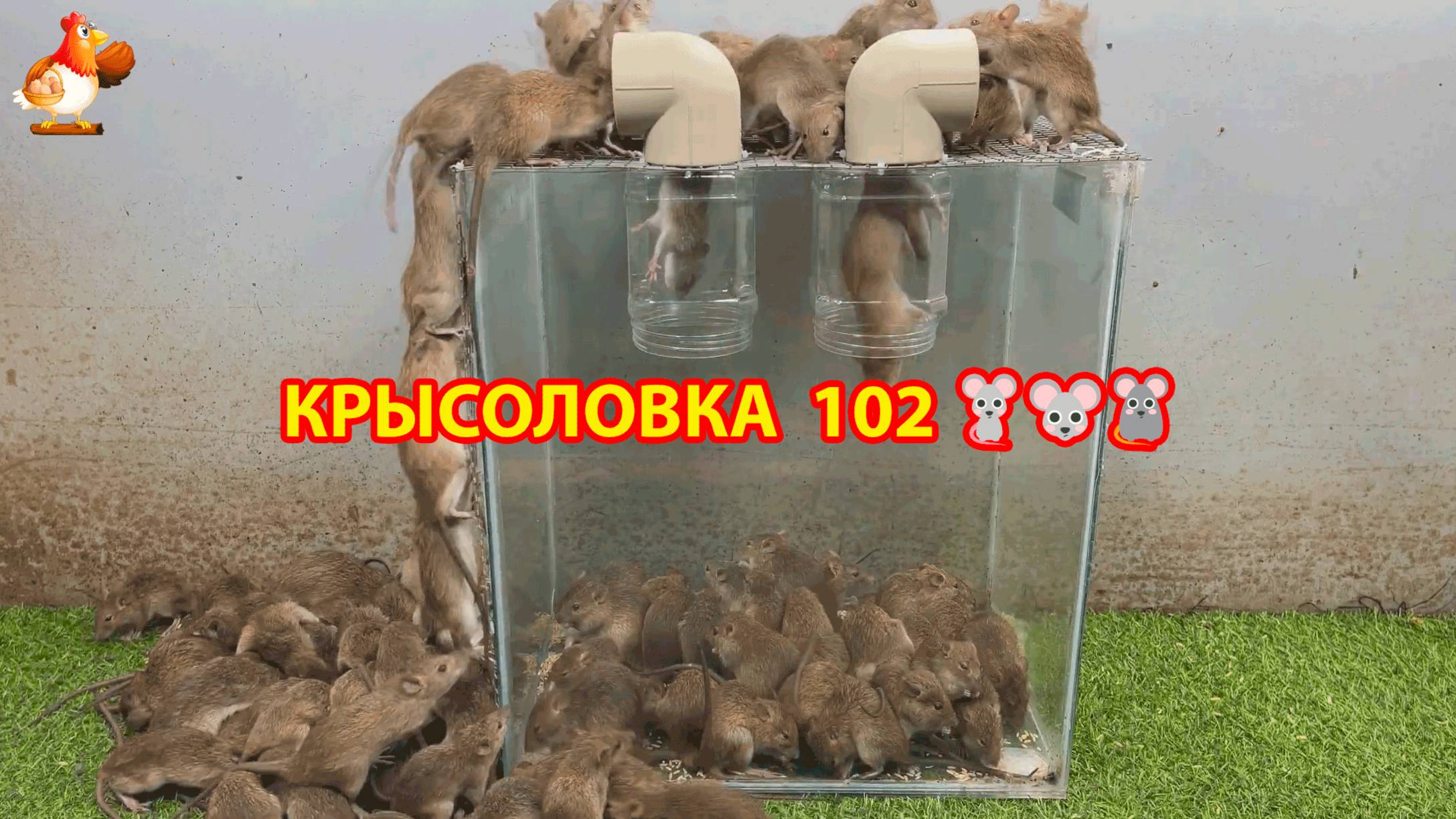 Крысоловка вариант (102) 🐀 Как сделать крысоловку своими руками и поймать кучу крыс 🐀🐁🐀