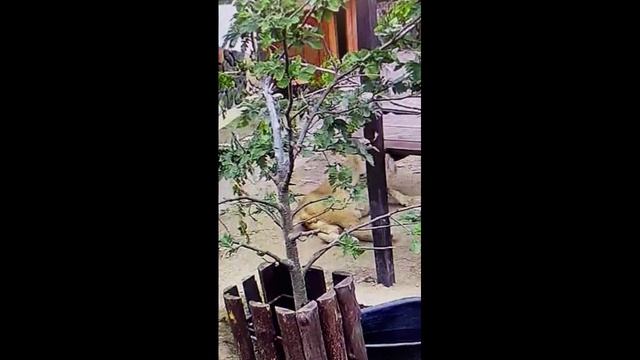 Поигрушки с шиной1