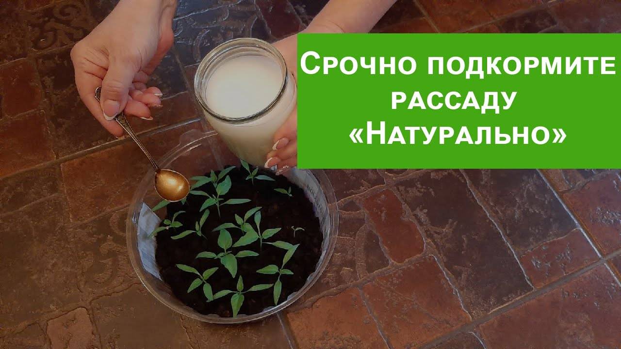 Рассада прет прямо на глазах Натуральная подкормка еще мое бабушки, томаты и перцы укрепляются.