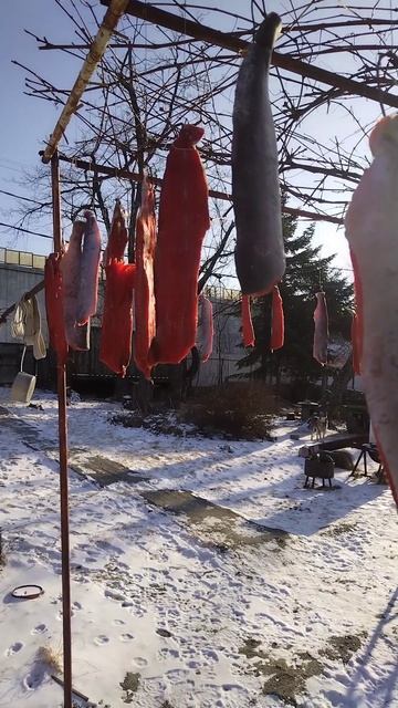 Гирлянды из засоленого кижуча