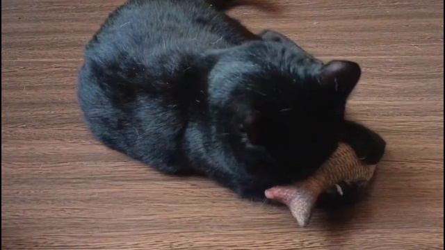 Кот и рыбка с кошачьей мятой😸🐟