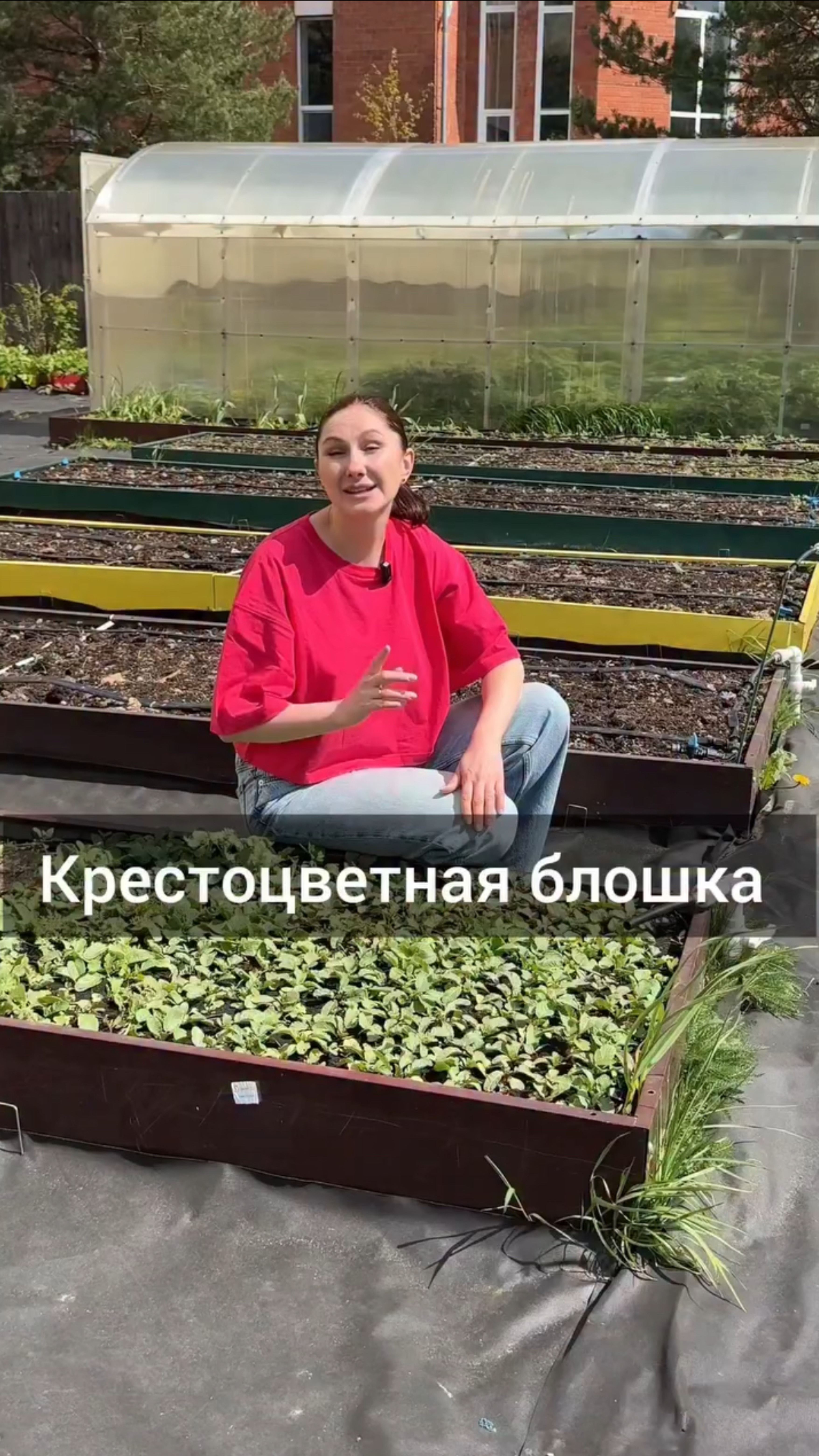 Крестоцветная блошка. 
Как спасти от неё растения?