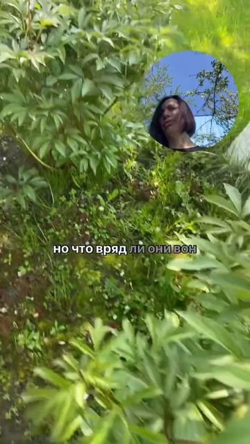 Есть бутоны - будут и пионы