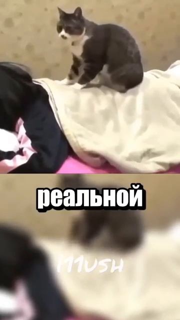 i11ushenka (362)