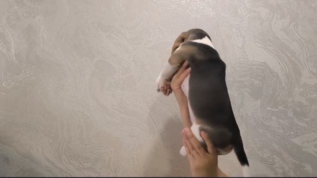 Щенки Бигль.mp4