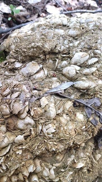 лес цветок морской ракушки