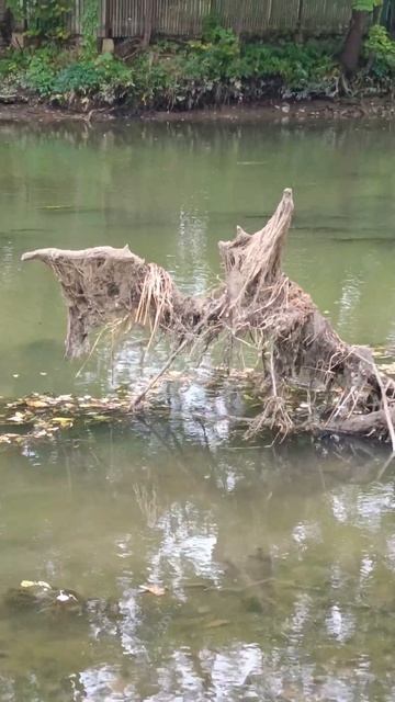 Водяной вылез из воды