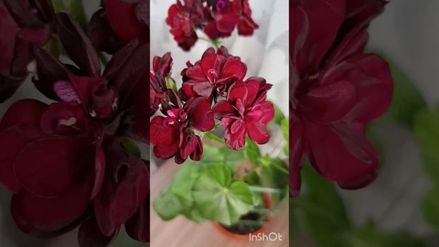 Пеларгония плющелистная.