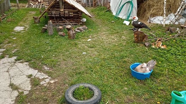 Дом у озера. 24 мая 2025 года.
