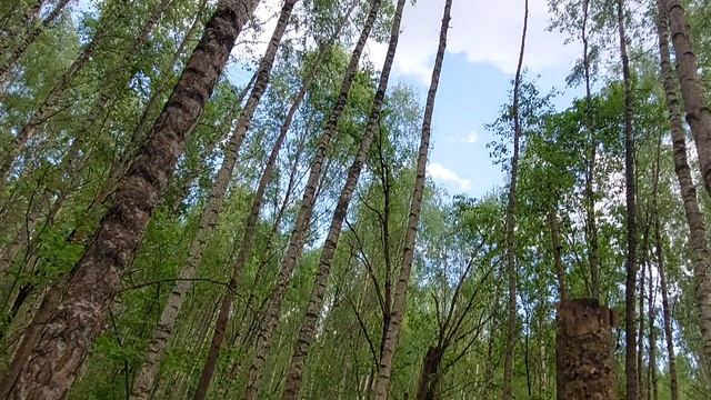 Неизвестные грибочки. Лес Старые Батеки.