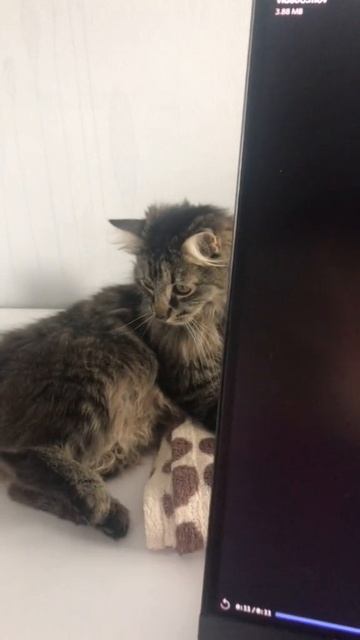 Ещё больше котиков в канале https://t.me/cotorai