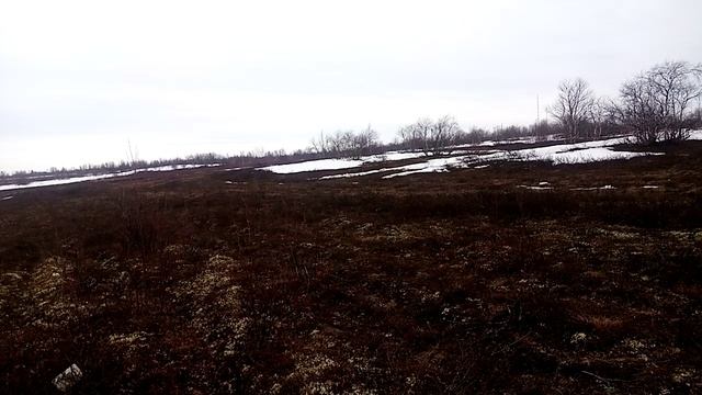 Весенняя тундра