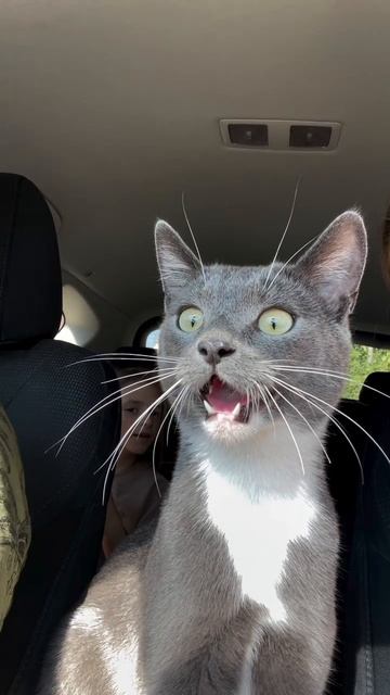 Реакция котика🐱🤣