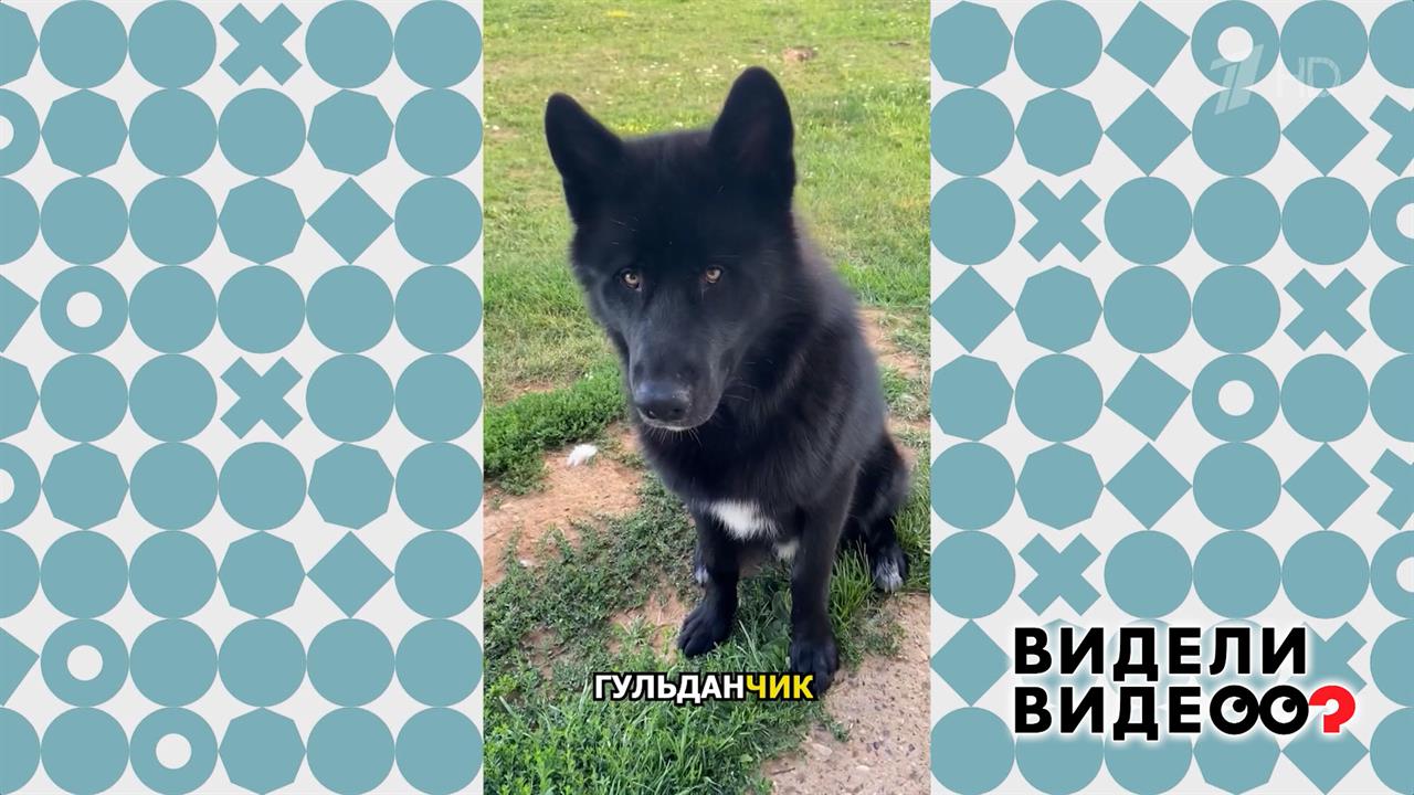 Волкособ Гудлан. Видели видео? Фрагмент выпуска от 25.05.2025