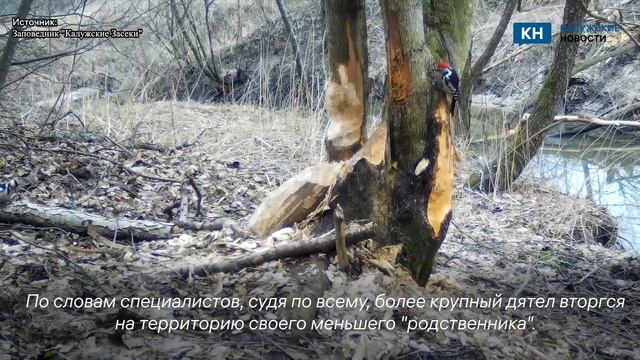 В калужском лесу сняли противостояние дятлов