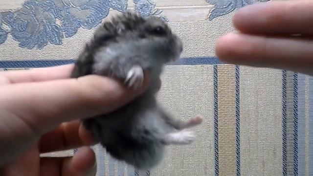 Смешной хомяка