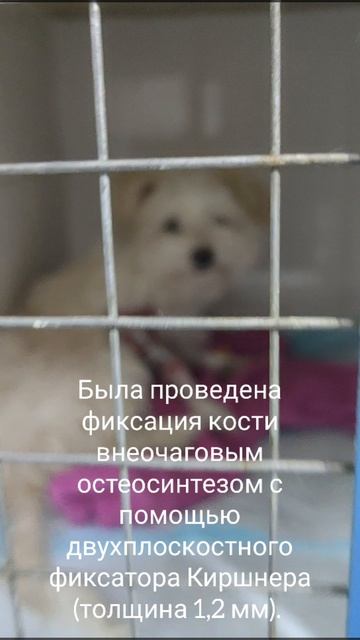 🐾 Забота о питомце: почему важно соблюдать постоперационный режим!