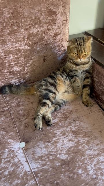 Шотландская вислоухая кошечка 🐈