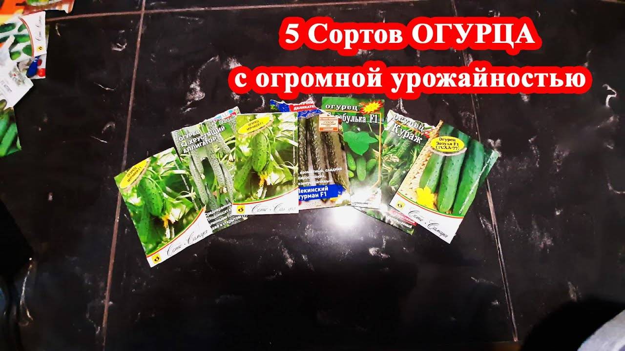Хотите Много Урожая Огурцов. Эти сорта будут лучшими. Топ 5.