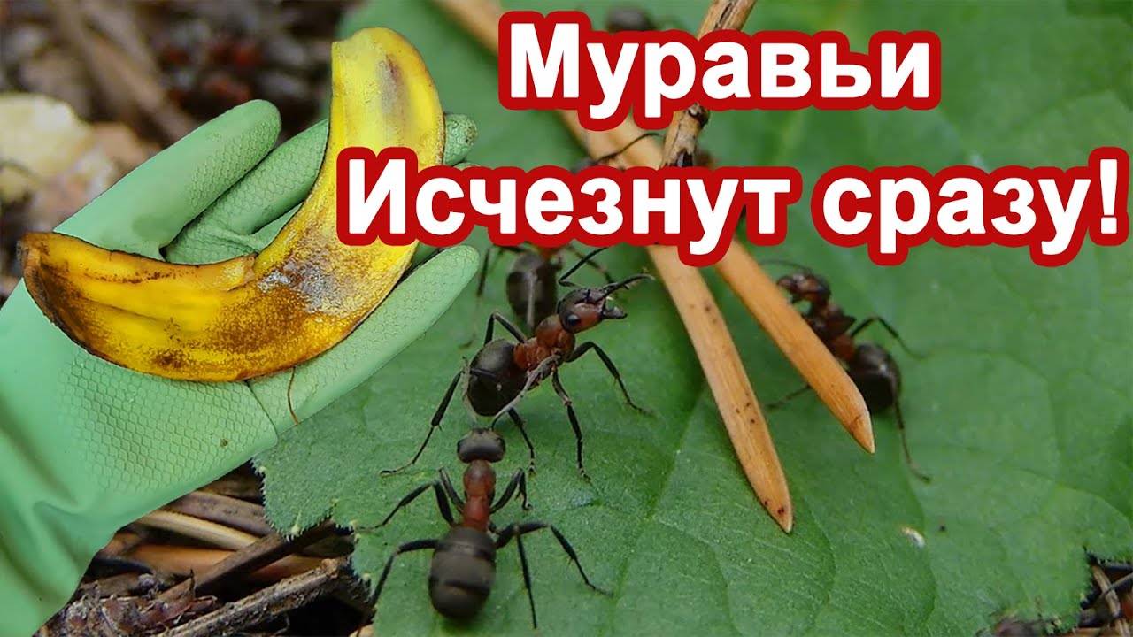 Муравьи Исчезли сразу. Средство за Копейки. Избавляются от муравьев и тли. Делюсь рецептом.
