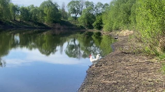 Природа . Relax . #природа #созерцание #весна #май #деревня