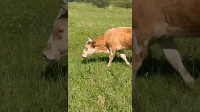 1000000662.mp4