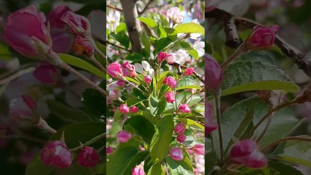 Красота цветения 🌸