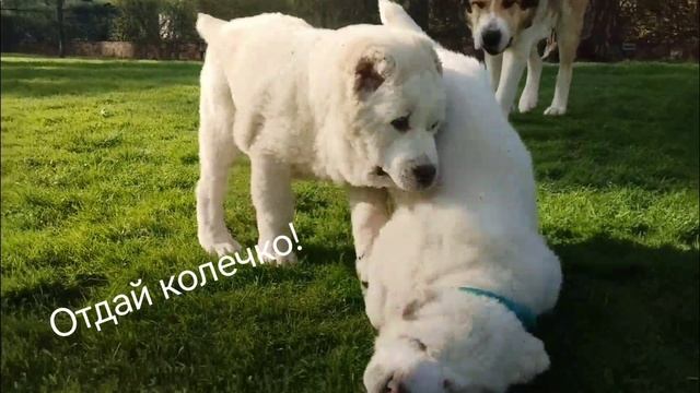 Остались четыре свободных мальчишки.!