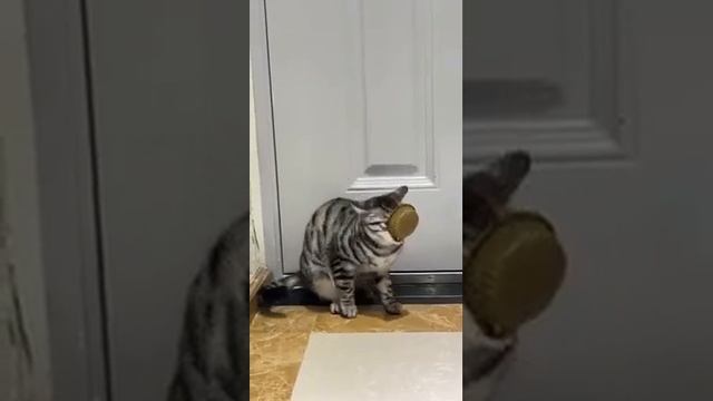 У вас тут котик сломался. Почините немедленно!