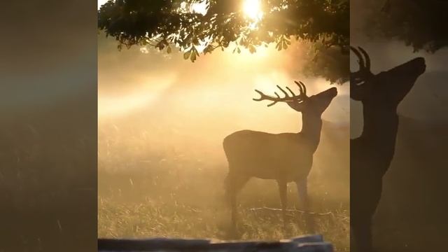 Видео про животных