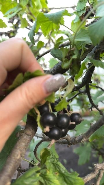 Чёрная смородина:)