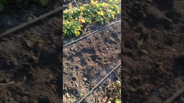 РАССАДА КЛУБНИКИ в Донецке , альба, азия, клери, ами, сандра, лия сахарная