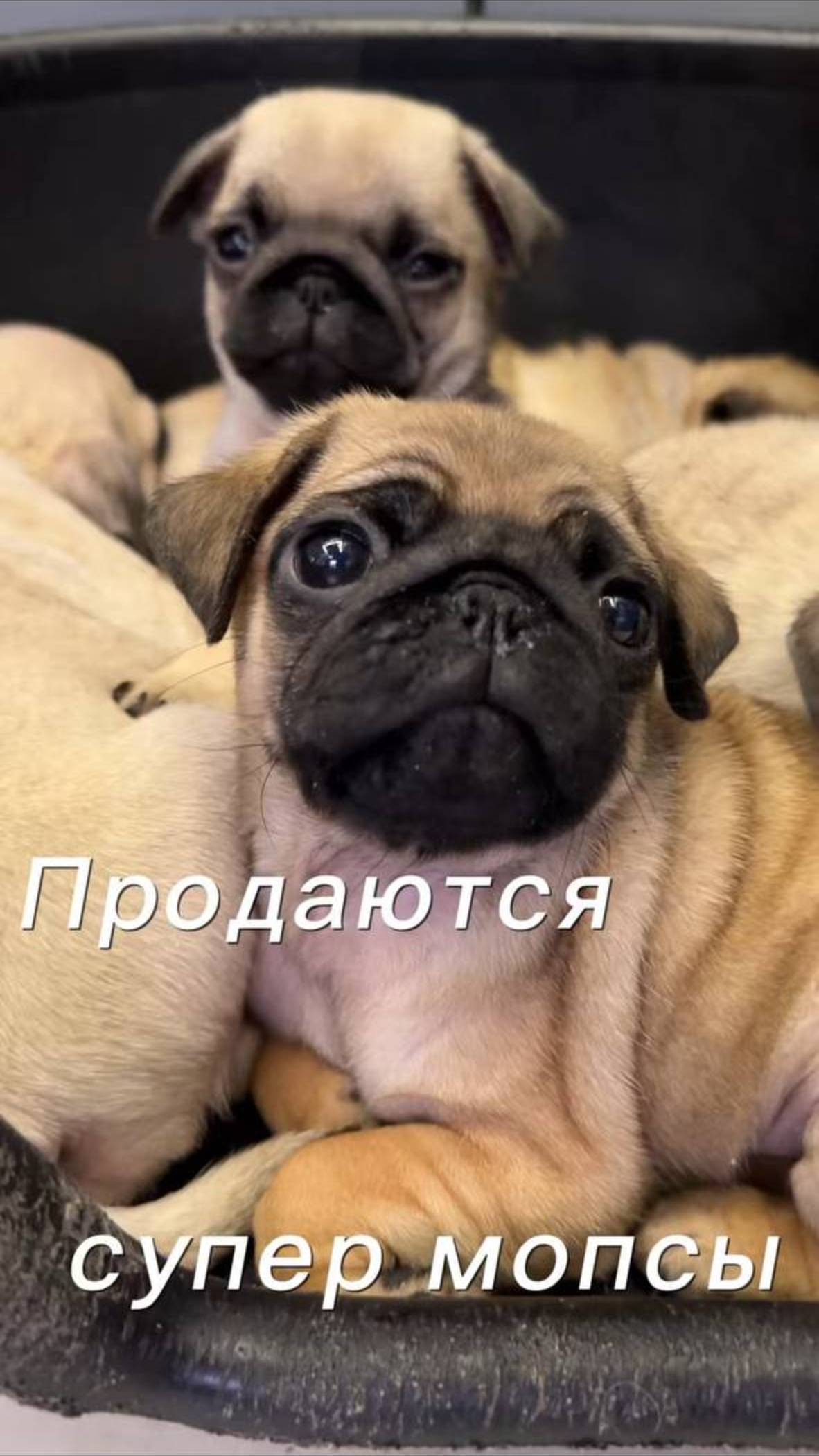 Продаются супер мопсы