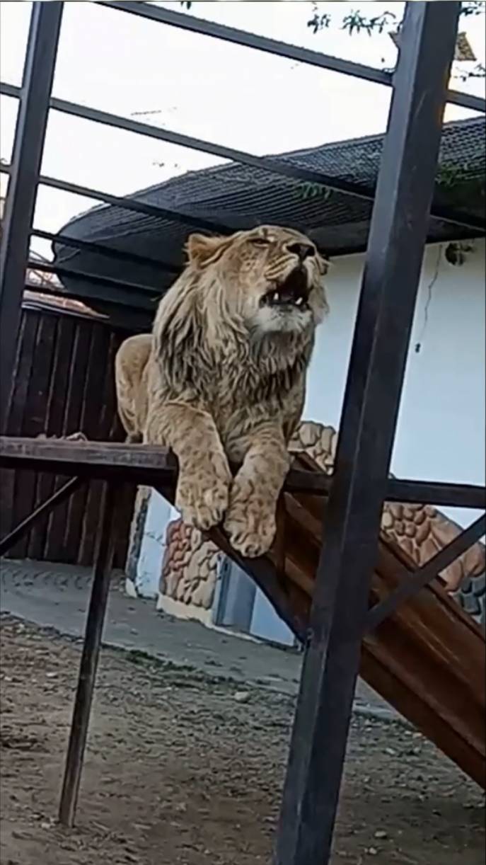 ШЕРХАН с перекличкой на троне. #шерхан_тайган #шерхан #лев #lion #зоопарк #shortvideo