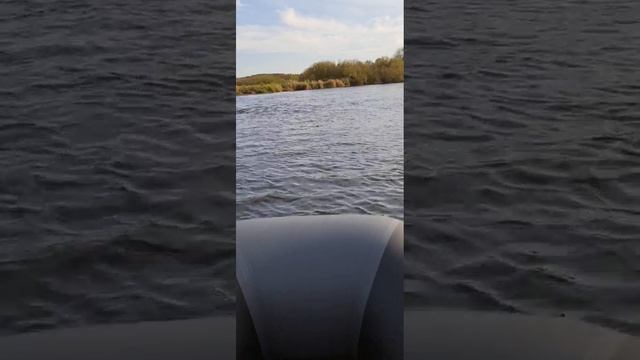 Березина полноводная